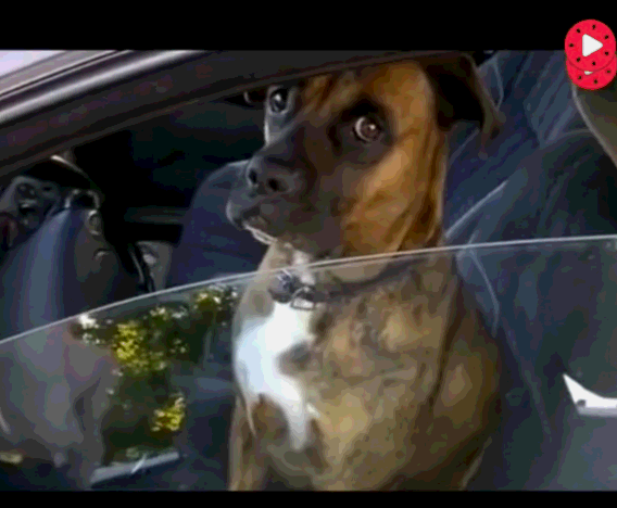 随后就听见两位警察不厚道的笑了起来,可怜的狗狗真是快要被这两位