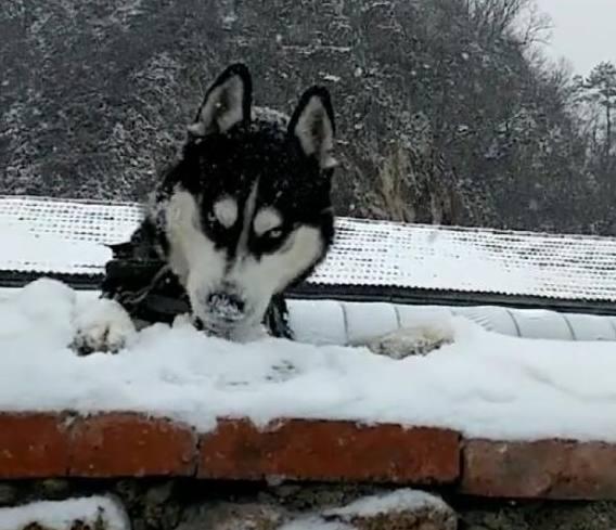 哈士奇|二哈|主人_新浪新闻