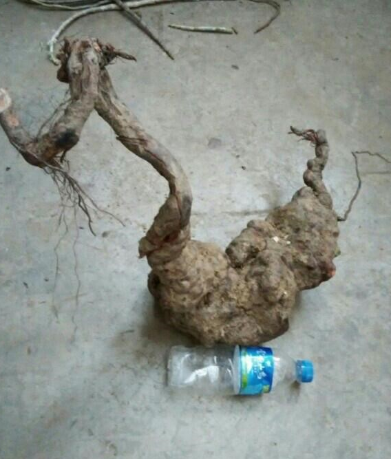 男子山上挖到七斤八两的"树根",据说百年才能长一斤