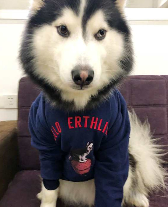 带二哈去参加选美,目空一切的表情好搞笑!