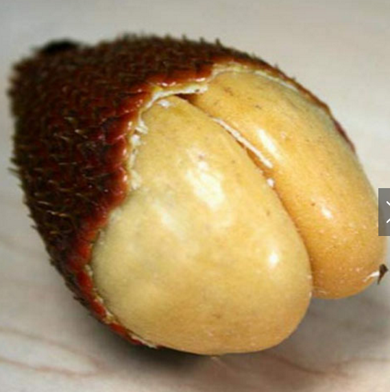 蛇皮果含果胶也很丰富对人脑十分有益有记忆之果的美誉