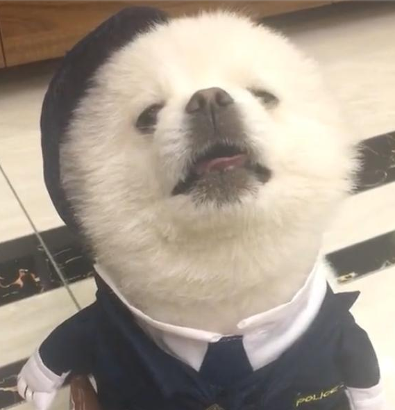 当小博美穿上警察制服之后,狗狗傲娇的表情萌化了,太可爱!