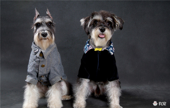 雪纳瑞脸部美容技巧