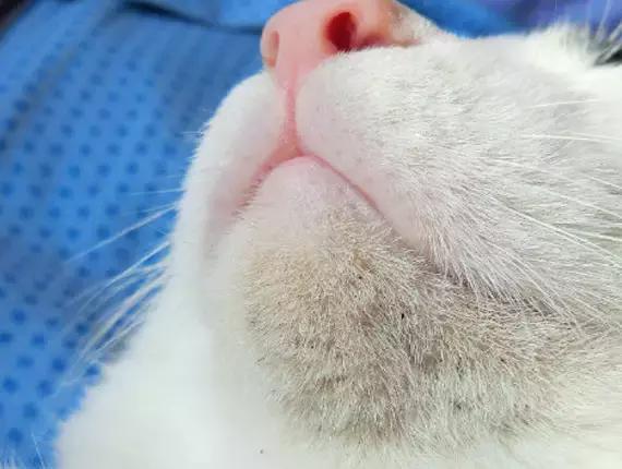 我家猫黑下巴了,怎么办?