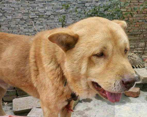 网友买了一条成年大黄,虎头虎脑的,总感觉身体不协调!