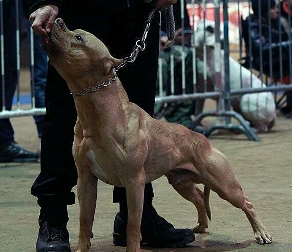 犬类恩仇录盘点品种犬之间的那些死对头