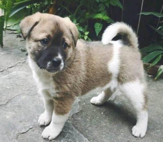 抱回一只小土狗, 老爸劝她赶紧扔了, 洗完澡后女子乐坏了!