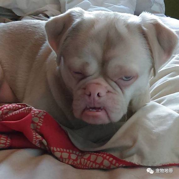 没人愿领养这只怪异愤怒狗狗,这对夫妻一眼就看出问题