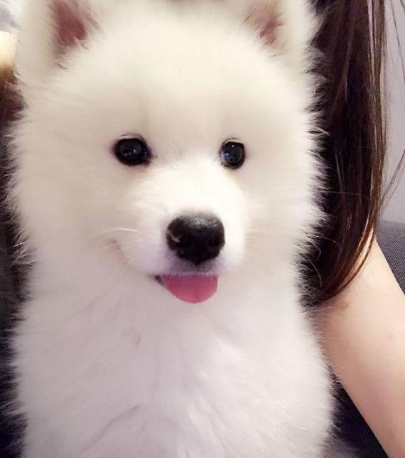 可之后却发现越来越不对劲,萨摩耶不管是熟人还是陌生人,经常被忽悠一