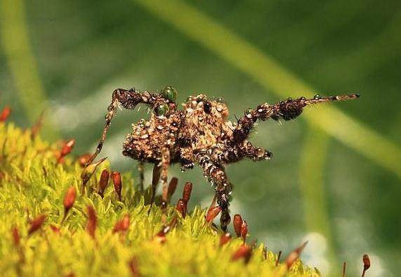 太神奇了,世界上智商排名前十的动物竟然是它