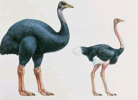 最大的鸟类象鸟象鸟究竟有多大象鸟能飞起来吗