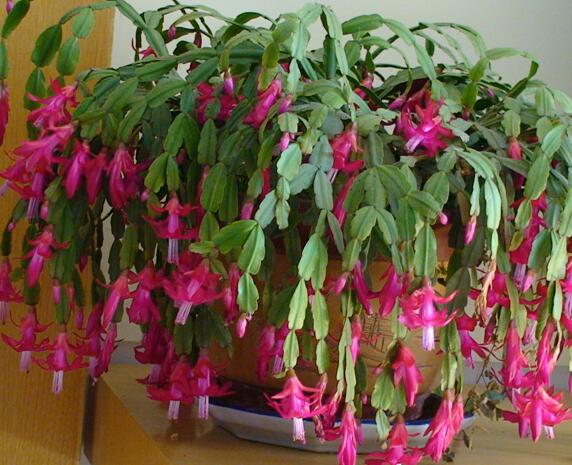 蟹爪兰叶子发蔫,只需这三步,95%能救活!