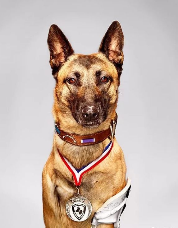 no.2它叫弗里达,它是只消防犬,在墨西哥地震中成功救出了52个人