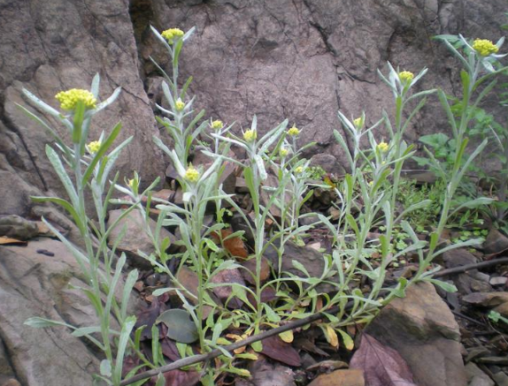 农村这4种野菜,食用是咳嗽的克星,但很多人都忽略了