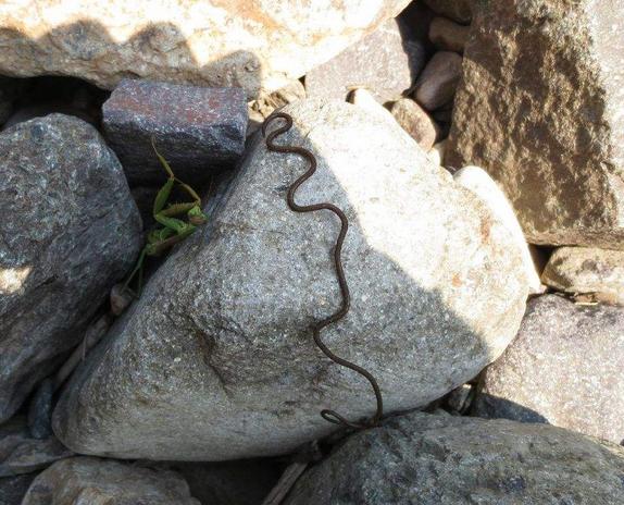 男子家中发现地上躺着的铁丝,想要伸手去拿却被母亲制止!|铁丝|线虫|