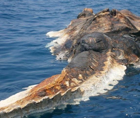 波斯湾发现神秘又巨大的龙型生物尸体,没有人看得出到底是什么!