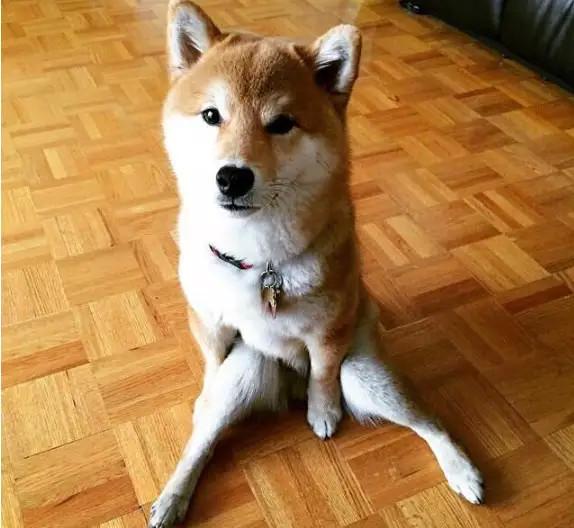 没想到柴犬的腿那么长,真是羡慕嫉妒恨!