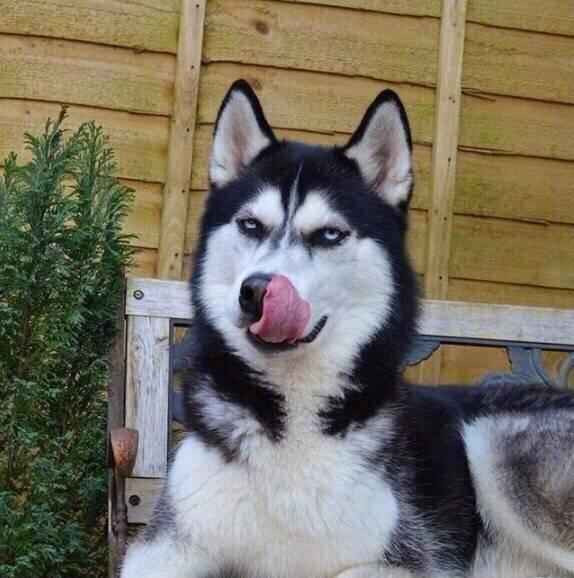 傲娇了这只哈士奇圣诞节就不能好好笑一笑吗非得板着个臭脸