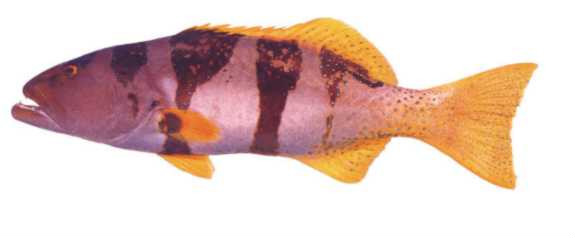 教你如何认识各种鱼和螃蟹|螃蟹|澳洲|海螺_新浪新闻