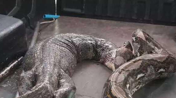 一条蟒蛇张大嘴巴,现实版"蛇吞象"惊吓众人,警察都目瞪口呆!