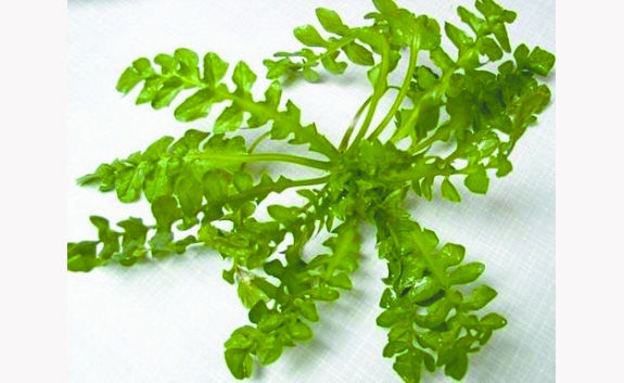 荠菜又名护生草,地菜,地米菜,菱闸菜等,十字花科,荠菜属,一,二年生