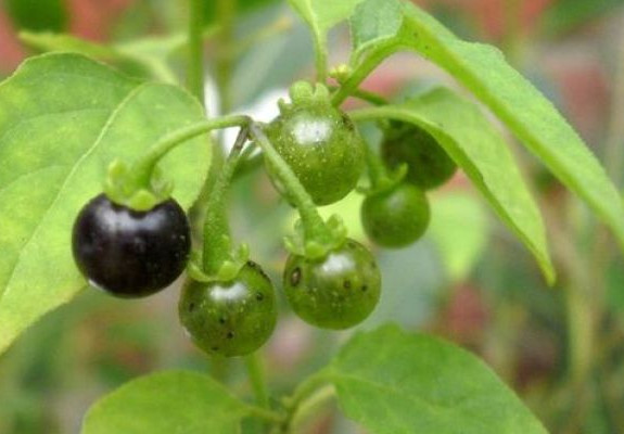 小时候的黑呦呦还记得?吃了那么多年,今天才知道大名叫啥!