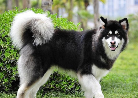 阿拉斯加雪橇犬是十分愿意与人亲近的犬种,经常听到有人把它形容为"大