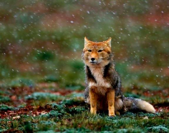 面瘫还是表情帝?中国国产颜值最低的狐狸,西藏的藏狐!