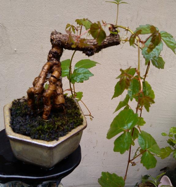 桌面小盆景,爬山虎的另一种种法