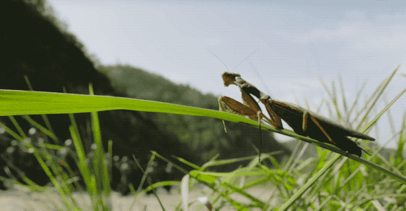 被拦腰砍断的国剧,下半部更硬