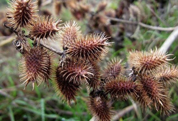 做法:胡苍子30-40个,川白芷,金银花,辛夷花,甘草等各100g,鹅不食草,野