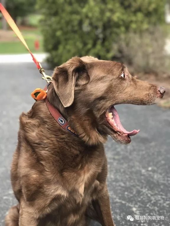 一脸惊恐的汪星人,真是吓到宝宝啦