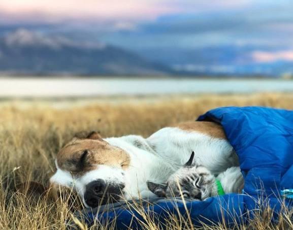 这只狗狗背着猫四处旅行,看遍人间美景