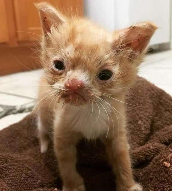 面部畸形的流浪小猫艰难存活下来,原本脾性暴躁的它,终被爱包围