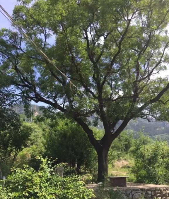 博山还记得岳阳山脚下的那棵老槐树