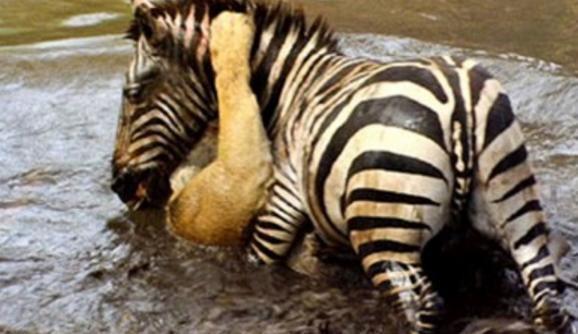 倒霉的狮子, 本想猎杀斑马, 却差点被淹死