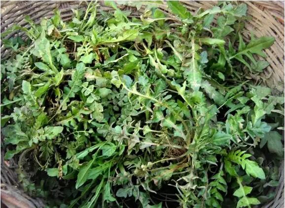 长在农村以前用来喂猪的"地米菜"你吃过吗?