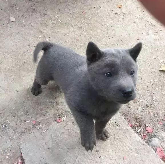 担心小奶狗颜色不正不好送养,没想到成了抢手的蓝狗