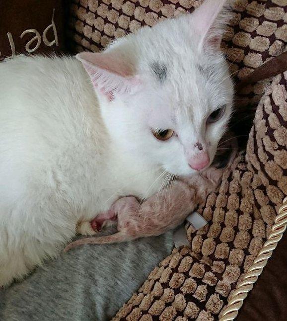 流浪猫妈妈为了孩子, 冒着危险向人求救, 令人心疼