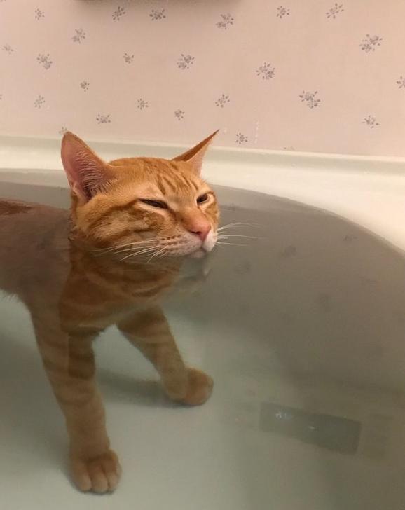 这是张普通到不行的猫泡澡照,网友看到它泡在水里的后半身大喷泪