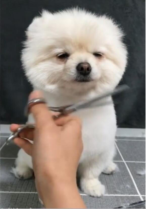 剪帅一点喔超萌博美眯眼抬头修毛发,网爆动,欠亲!