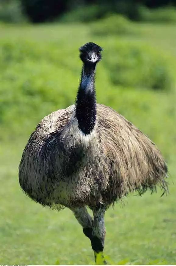 鸟界泥石流般的存在——鸸鹋,真的不是鸵鸟!