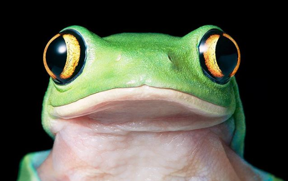 摄影师捕捉的濒危动物的表情 最萌的是蝾螈,但最悲伤的竟然是它