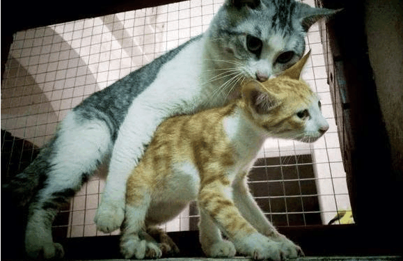 为什么掐住猫脖子后面的肉,猫就动不了了?猫还有哪些弱点?