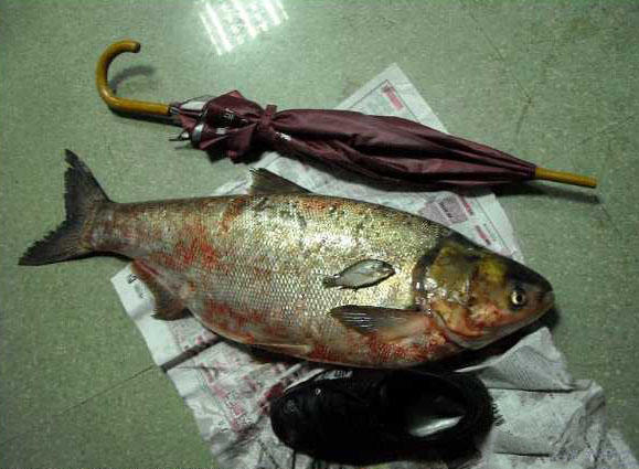 钓获一条圆滚滚的大白鲢,在我们当地能卖到15元一斤|白鲢|鱼|黄颡