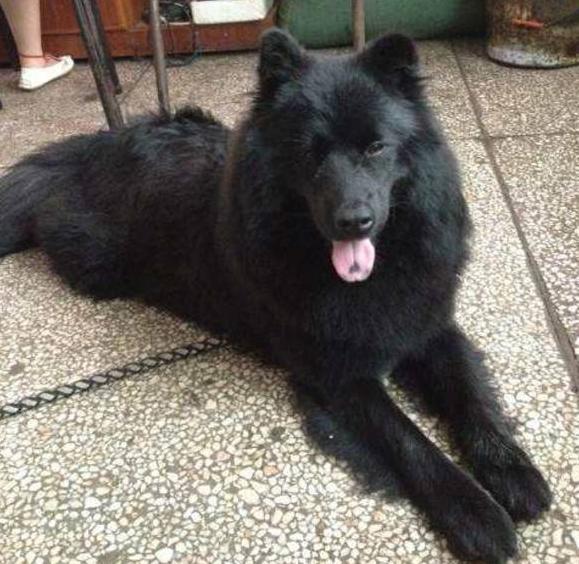 有没有见过黑色的萨摩耶据说一条得2万呐