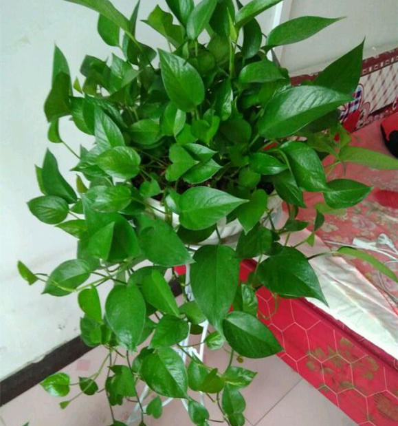 绿萝叶绿绿,猛长藤,2技巧真实用