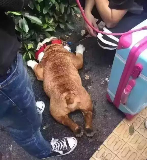 金毛洗完澡后在太阳下想晒干毛,竟被活活晒死!