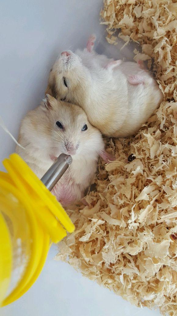 最方便饲养的宠物:仓鼠,养过的举个爪