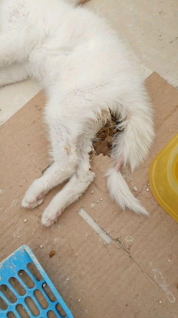 猫咪在宠物店洗澡,第二天突然病死